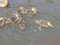 Prieros