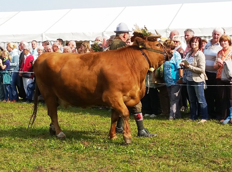 Almabtrieb-Lieskau (10).jpg