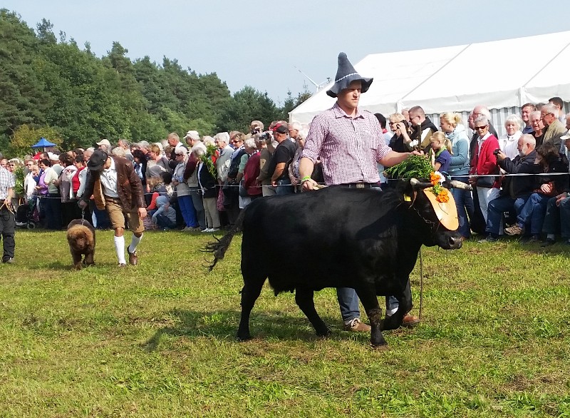 Almabtrieb-Lieskau (11).jpg
