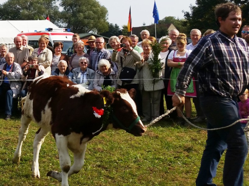 Almabtrieb-Lieskau (14).jpg