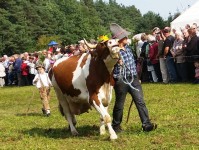 Almabtrieb-Lieskau (8).jpg