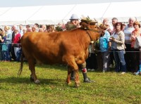 Almabtrieb-Lieskau (10).jpg