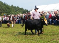 Almabtrieb-Lieskau (11).jpg