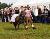Almabtrieb-Lieskau (23).jpg