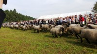 Almabtrieb-Lieskau (26).jpg