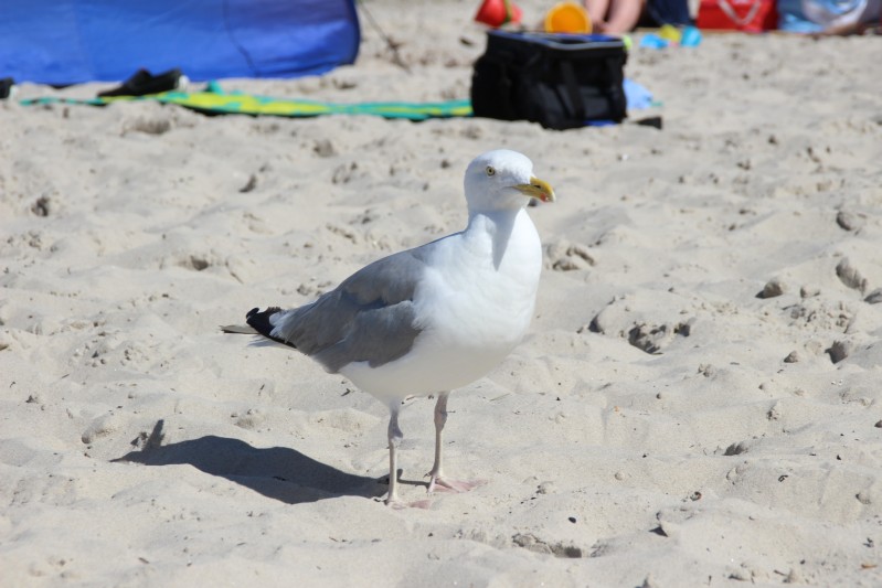 am Strand von Binz