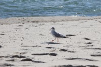 am Strand von Binz