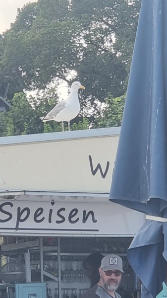 Binz 2024