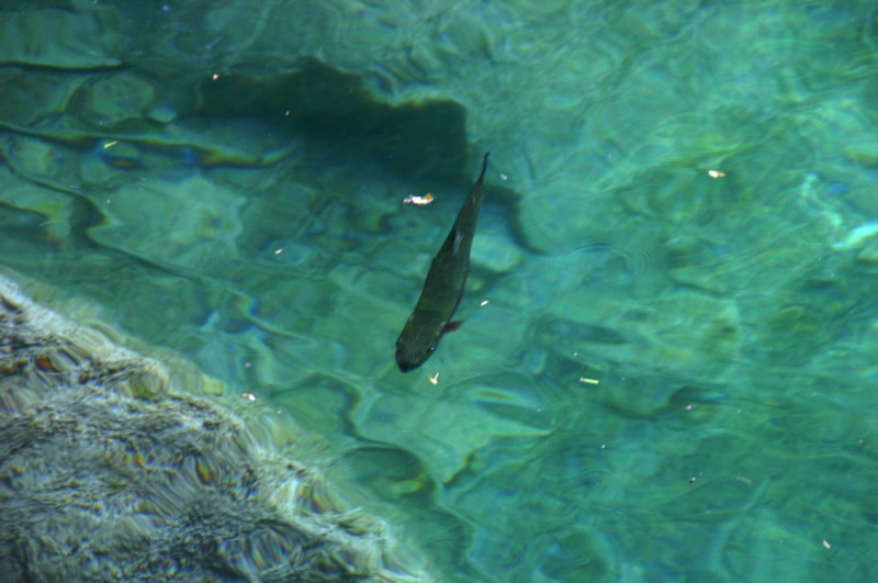 Blausee (8).JPG