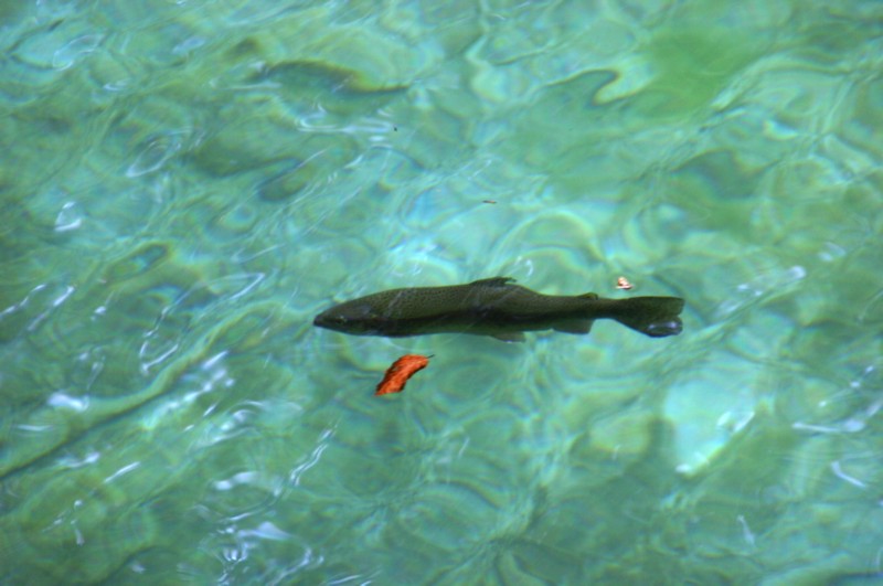 Blausee (9).JPG