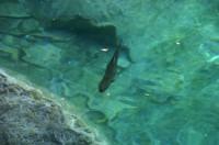 Blausee (8).JPG