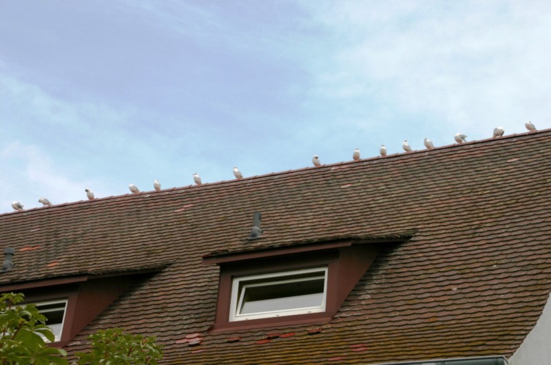 Möwenversammlung