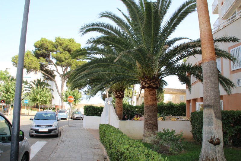 Palmen 