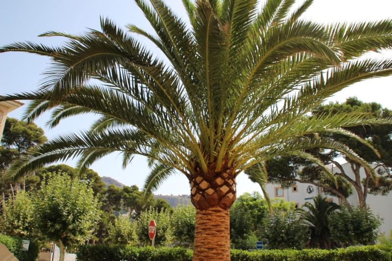 Palme