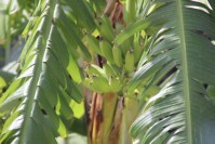 Bananenbaum