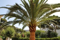 Palme