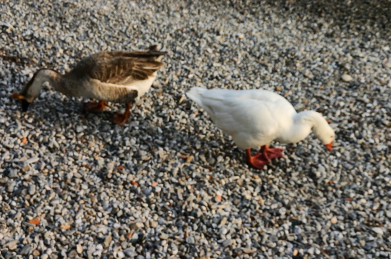 Enten am See