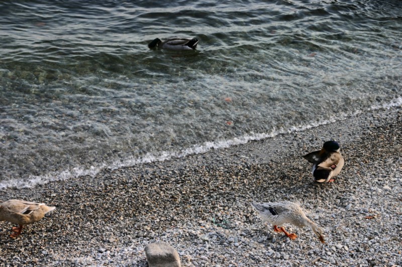 Enten am See