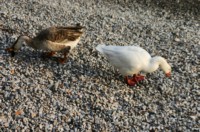 Enten am See