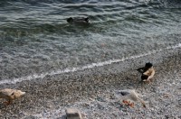 Enten am See