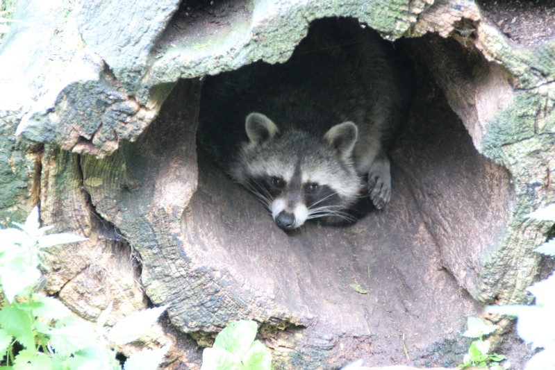 im Tierpark Pforzheim