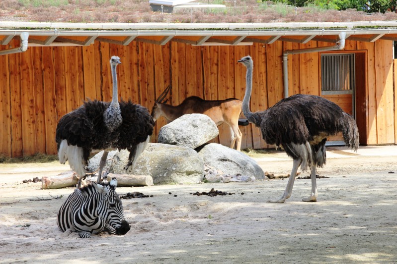 Zoo Karlsruhe