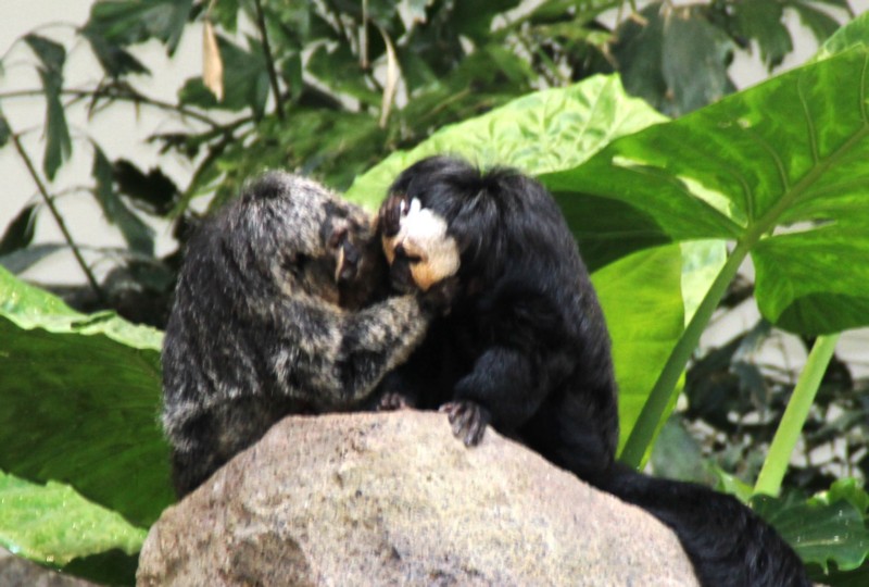 Zoo Karlsruhe