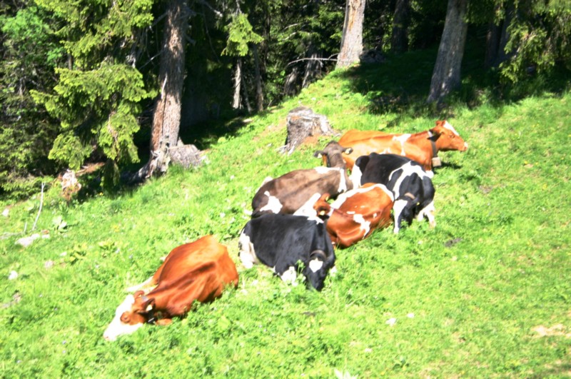 auf dem Engelberg