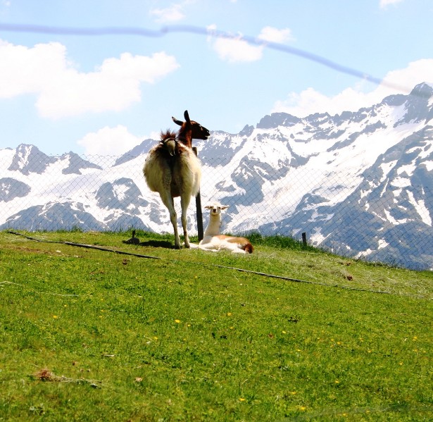 auf dem Engelberg