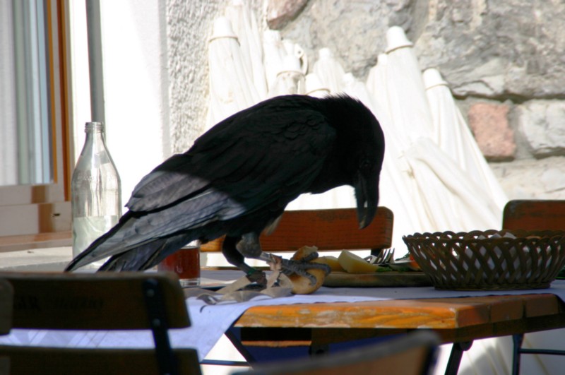 Kolkrabe mit Appetit