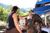 Steinadler