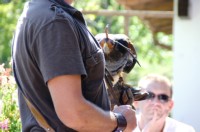 Steinadler