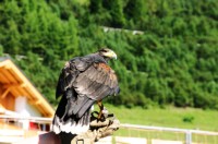 Steinadler