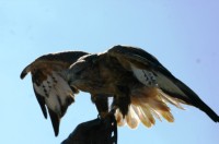 Bussard