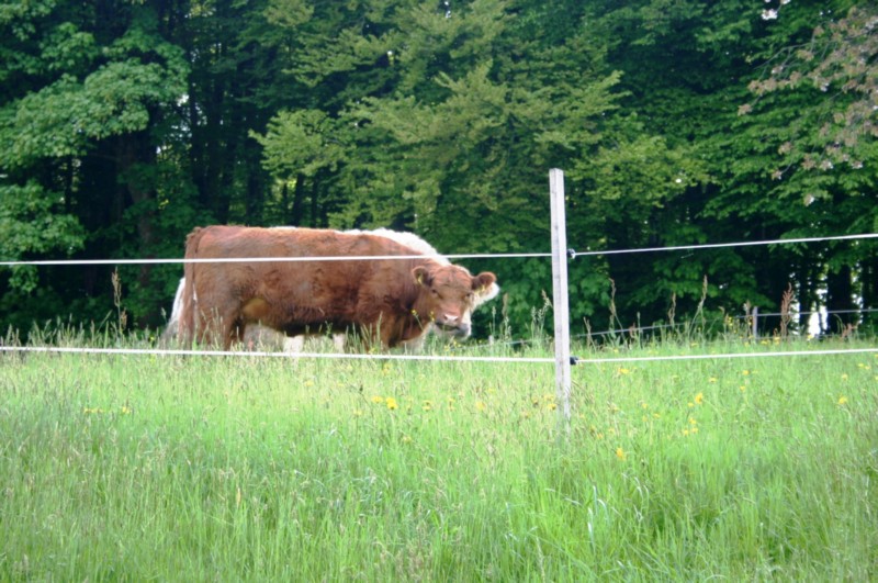 Maispaziergang (10).JPG