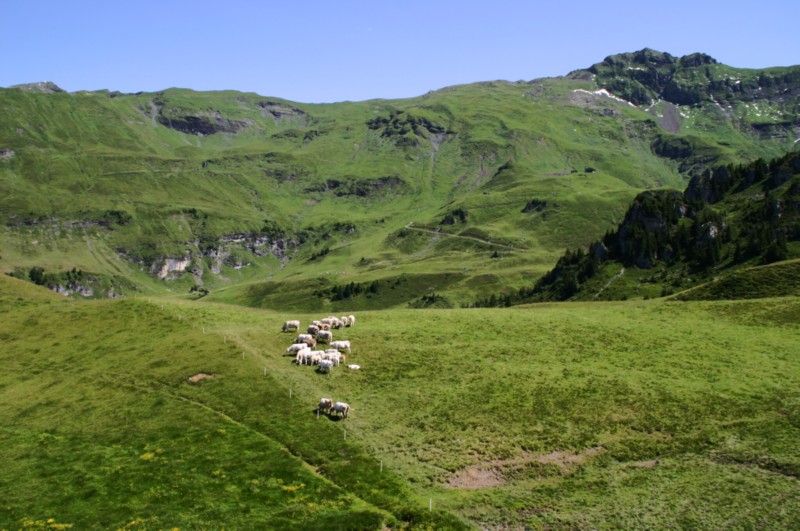 Meiringen_Alpentower (10).JPG