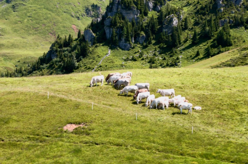 Meiringen_Alpentower (8).JPG