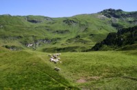 Meiringen_Alpentower (10).JPG
