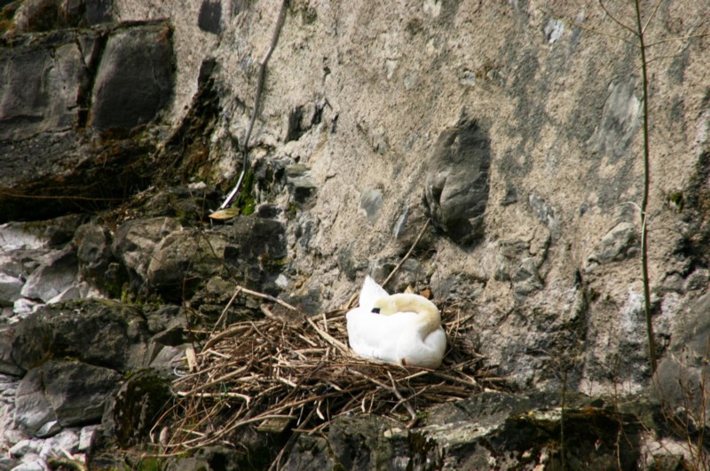 Schwan beim brüten