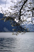 Genfersee