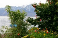Frühling am Genfersee