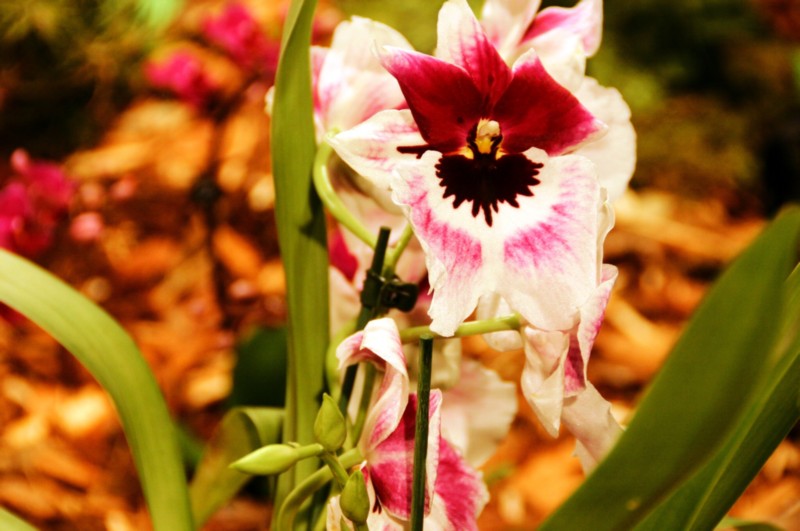 Orchideen (1).JPG