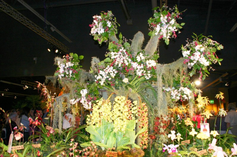 Orchideen (10).JPG