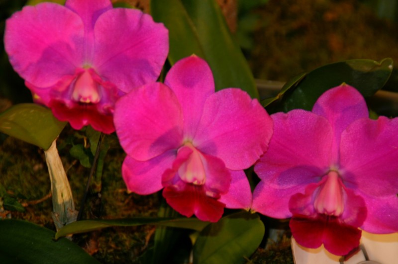 Orchideen (11).JPG