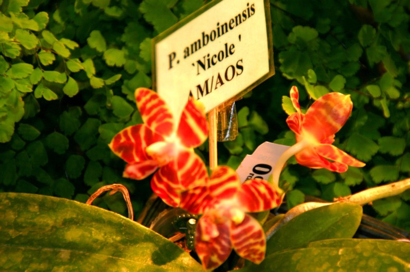 Orchideen (12).JPG