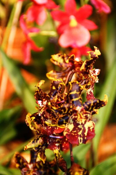 Orchideen (13).JPG