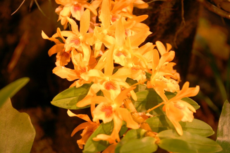 Orchideen (14).JPG