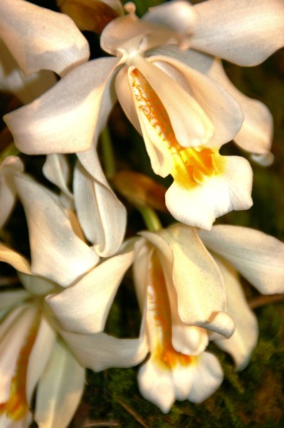Orchideen (15).JPG