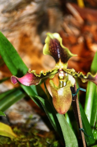 Orchideen (17).JPG