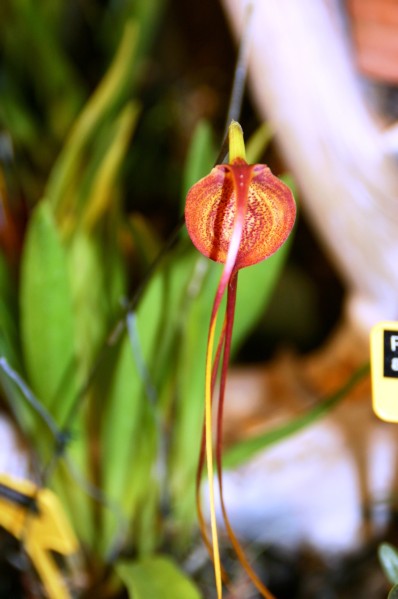 Orchideen (18).JPG